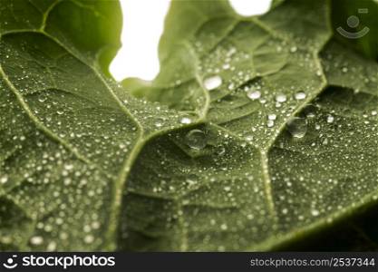 close up green leaf with water dropslets 2