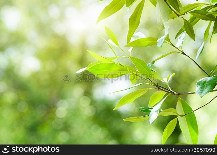 Close up green leaves in mangrove forest. Nature and environment concept. Plant and tree. Beautiful in nature.