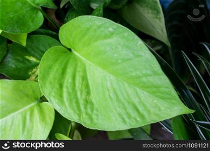 Close up green leaves,Nature background
