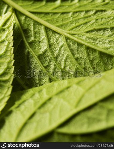 close up green leaves nerves