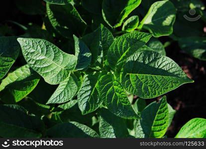 close up green leaves of the sprouted potatoes. leaves of the sprouted potatoes