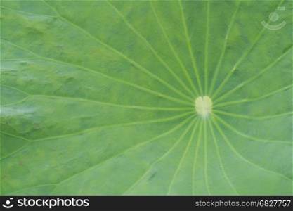 Close-up green lotus leaf for background.