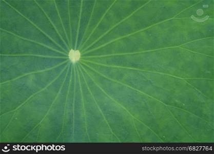 Close-up green lotus leaf for background.