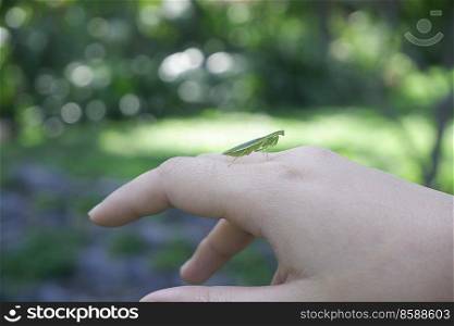 close-up green Mantis, grasshopper on the back of hand with blurred background of garden