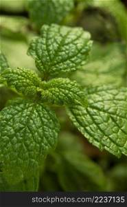 close up green mint leaves