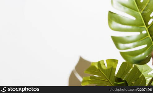 close up green monstera leaves white background