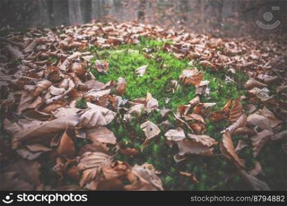 Close up green moss in fallen leaves concept photo. Fall season. Front view photography with blurry wood on background. High quality picture for wallpaper, travel blog, magazine, article. Close up green moss in fallen leaves concept photo