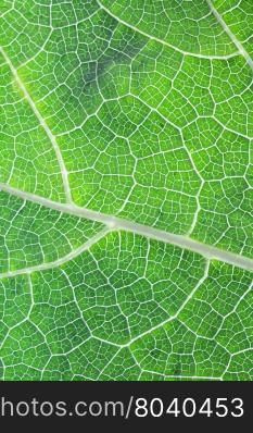 Close up green pumpkin leaf showing pattern