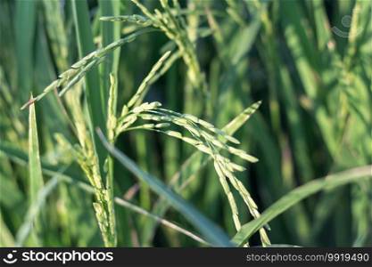 Close up green rice in the field