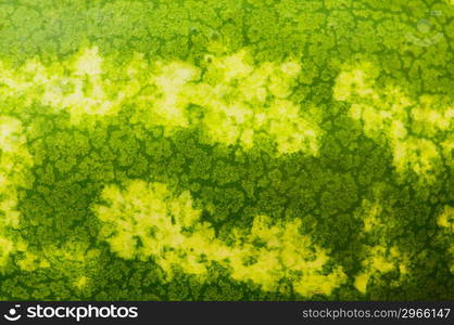 Close up - green skin of the watermelon