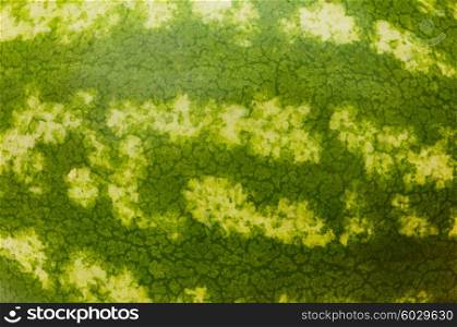 Close up - green skin of the watermelon