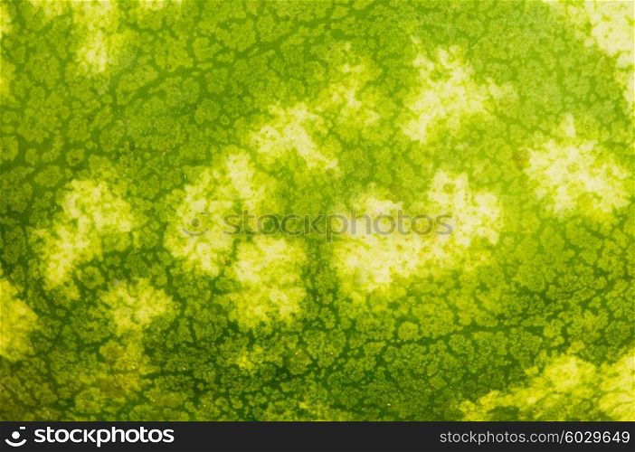 Close up - green skin of the watermelon