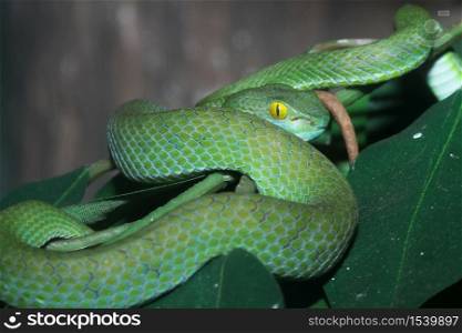 close up Green snake viper on tree in thailand