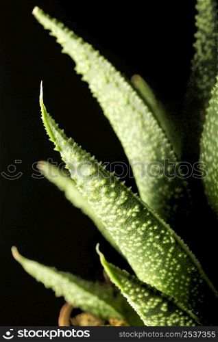 close up green succuletn plant leaves