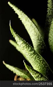 close up green succuletn plant leaves