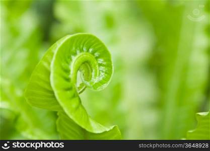 close-up green tendril fern on green background