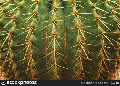 close up green tiny cactus thorn texture Nature background