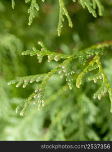 close up green tree branches with blurry background