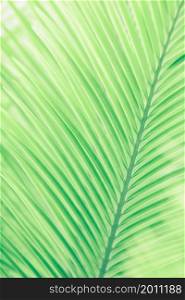 Close-up green tropical palm leaves in sunlight. Abstract lines and striped of green palm leaves against green palm leaves blurred in the backgrounds. Soft focus for creative backdrops.
