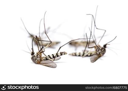 Close up group Aedes albopictus dead (Stegomyia albopicta), also known as (Asian) tiger mosquito or forest mosquito isolated on white background