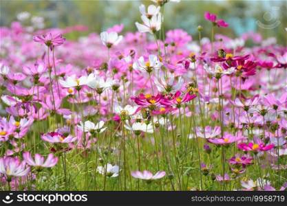Close up group of colroful cosmos flower in field with leaves background