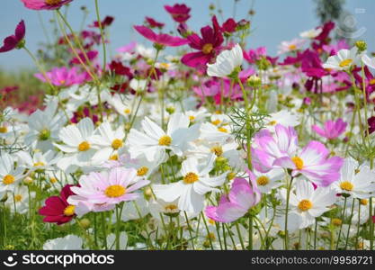 Close up group of colroful cosmos flower in field with leaves background