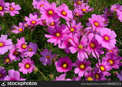 Close up group of purple cosmos flower with leaves background