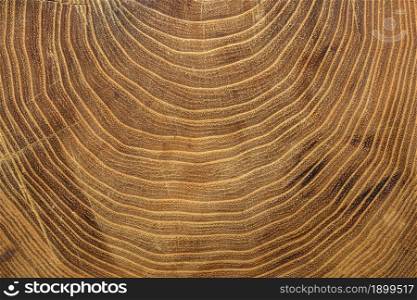 close up growth rings tree. Resolution and high quality beautiful photo. close up growth rings tree. High quality beautiful photo concept