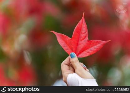 close up hand holding autumn red maple leaf