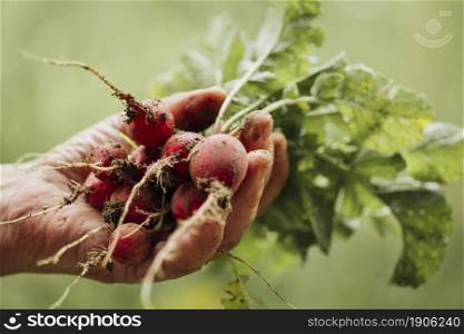 close up hand holding fresh radishes. High resolution photo. close up hand holding fresh radishes. High quality photo