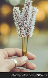 Close up hand holding meadow bistort with fingers concept photo. Persicaria bistorta. Front view photography with blurred background. High quality picture for wallpaper, travel blog, magazine, article. Close up hand holding meadow bistort with fingers concept photo