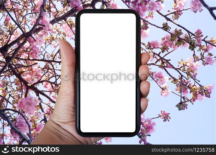 Close-up hand holding phone vertical, Using smart phone towards sakura flower and sky background- copy space.