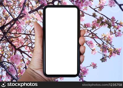 Close-up hand holding phone vertical, Using smart phone towards sakura flower and sky background- copy space.