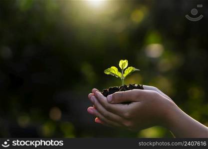 close up hand holding small tree for planting. concept earth day