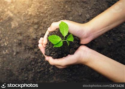 close up hand holding small tree for planting. concept earth day