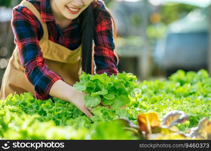 Close up hand of Young Asian girl farmer holding hands for checking fresh green oak lettuce salad, organic hydroponic vegetable in nursery farm. Business and organic hydroponic vegetable concept.