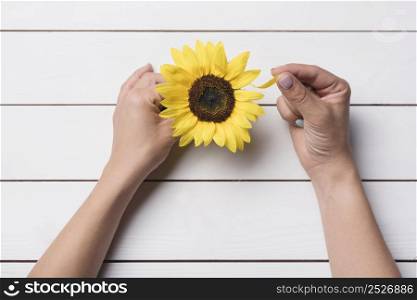 close up hand plucking sunflowers petals white wooden desk