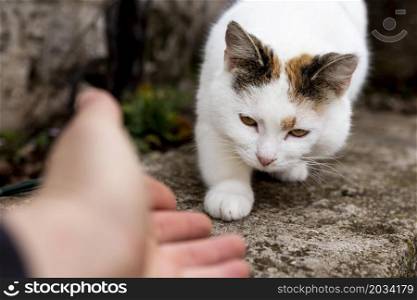 close up hand trying touch cat