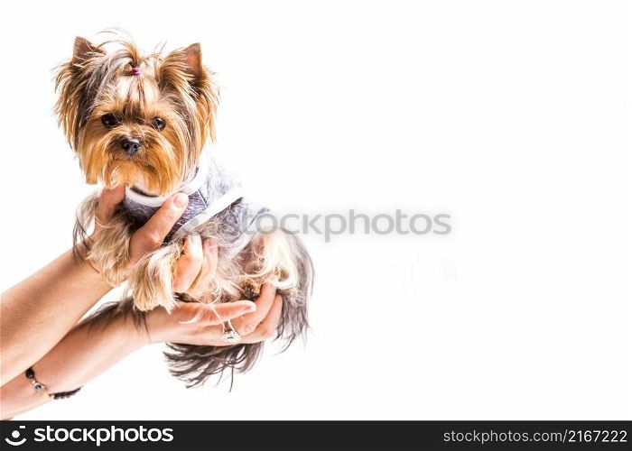 close up hands holding friendly dog white background
