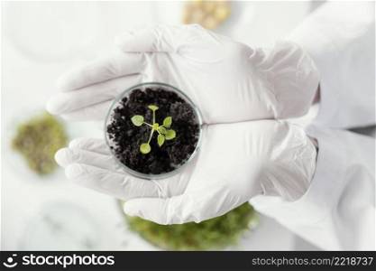 close up hands holding plant petri dish