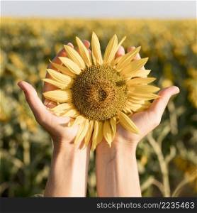 close up hands holding sunflower