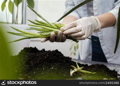 close up hands with gloves holding plant