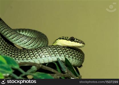 Close up head Chrysopelea ornata snake or green snake at thailand