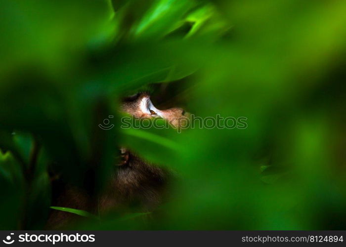 Close-up head of a Northern pig-tailed macaque in the green tropical rainforest looking up to the canopy. A primate looking up in the jungle. Khao Yai National Park, Thailand. Focus on the eye.