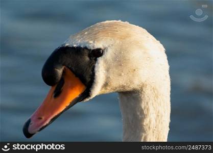Close-up head of a white mute swan, sunny day