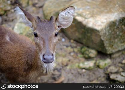 close up head of deer in open zoo, Thailand.