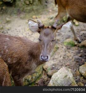 close up head of deer in open zoo, Thailand.