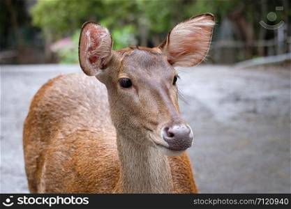 close up head of deer in open zoo, Thailand, Morning sun.
