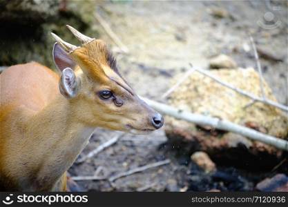 close up head of deer in open zoo, Thailand, Morning sun and rain.