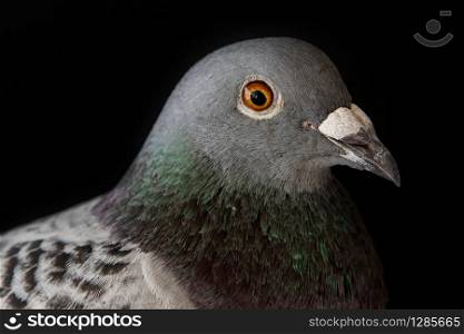 close up head of homing pigeon eye and bill on black background